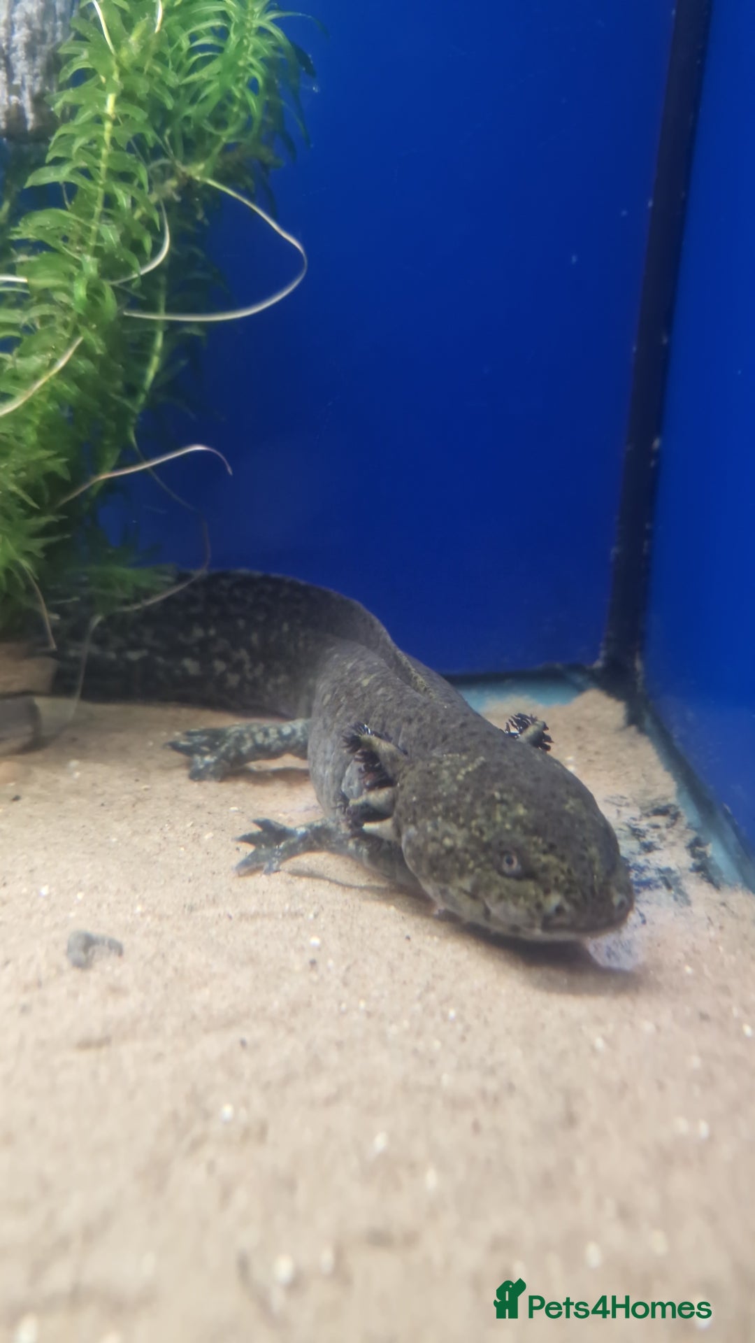 Axolotl reptiles for sale: Stunning Axolotls  - Advert 5