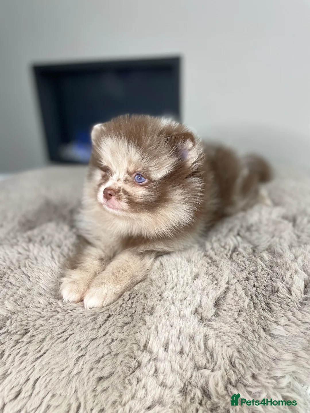 Pomeranian dogs for stud: 💜🧡Lilac & tan KC stud Benji champions in line  in Guildford - Advert 37