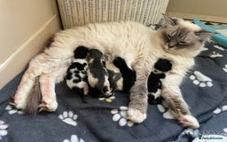 Mixed Breed cats for sale: Ragdoll mixed breed kittens  - Image 1