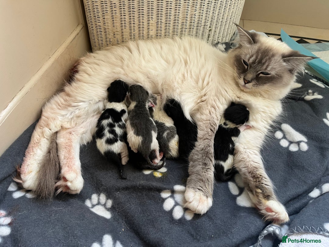 Mixed Breed cats for sale: Ragdoll mixed breed kittens  - Image 1