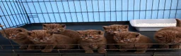 British Shorthair cats for stud: GCCF registered cinnamon British short haired  - Advert 2