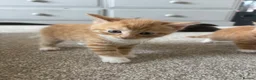 Mixed Breed cats for sale: 4 beautiful ginger boys  - Advert 4