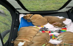 English Bulldog dogs for sale: KC REG AMAZING LITTER OF BRITISH BULLDOGS - Image 10
