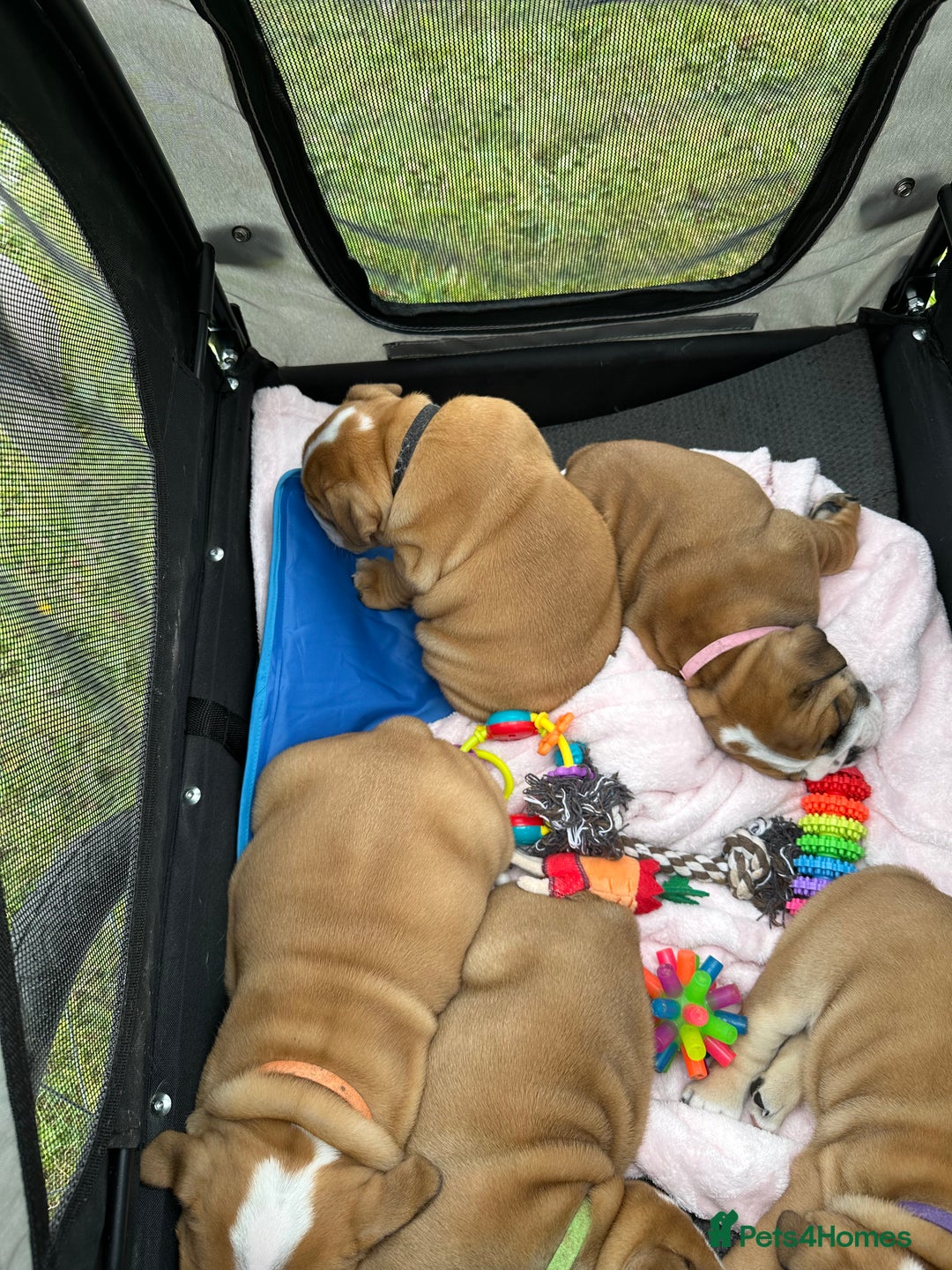 English Bulldog dogs for sale: KC REG AMAZING LITTER OF BRITISH BULLDOGS - Image 10