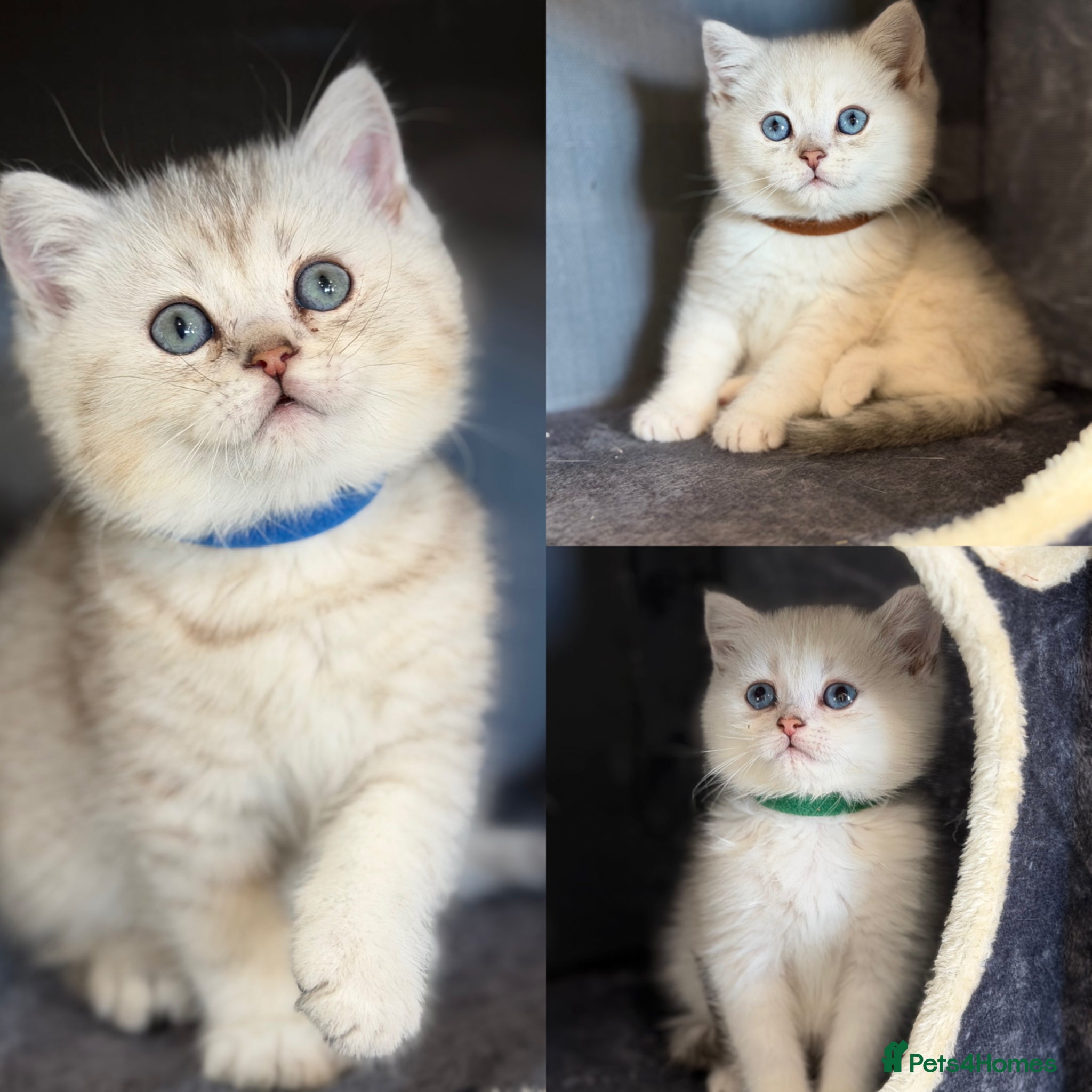 British Shorthair cats British sh kittens Golden point TICA - Advert 1