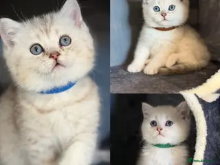 British Shorthair cats British sh kittens Golden point TICA - Advert 3