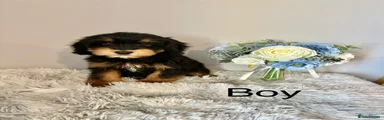 Cockapoo 1