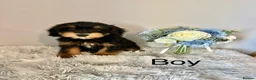 Cockapoo dogs for sale: Beautiful F1 Cockapoo Puppies - Ready Now - Advert 14