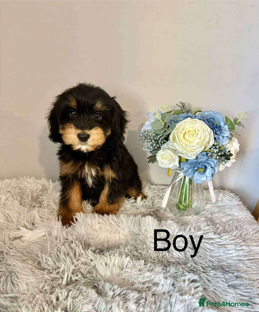 Cockapoo dogs for sale: Beautiful F1 Cockapoo Puppies - Ready Now - Advert 14