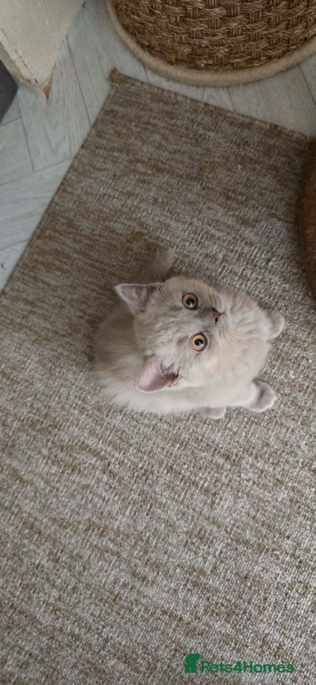 British Shorthair cats for sale: Lilac British Shorthair boy - Image 3