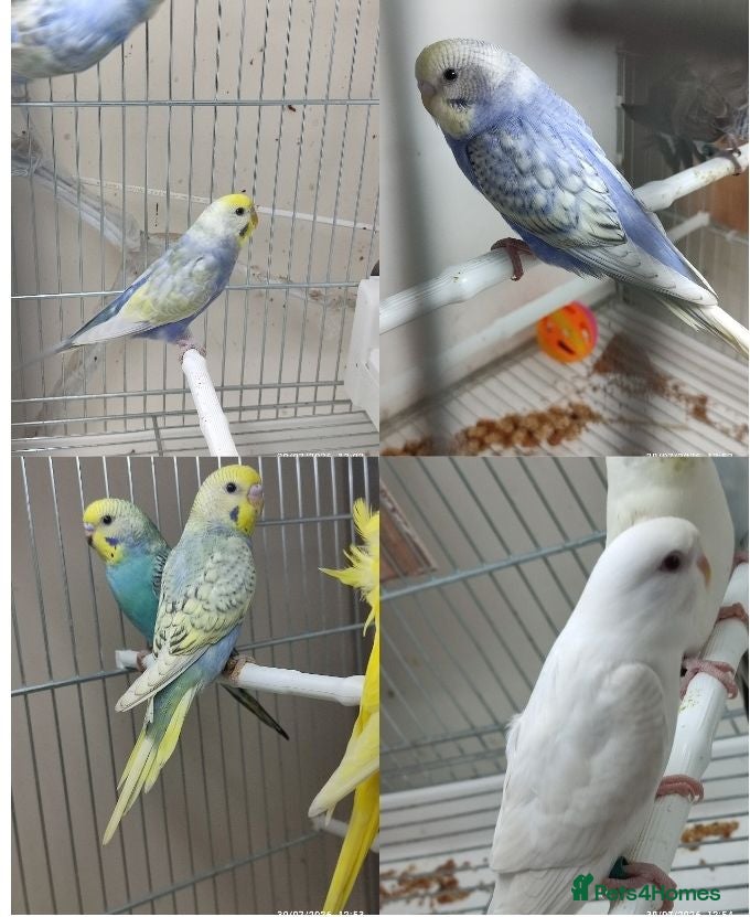 Budgerigars birds Budgies in London  - Advert 11