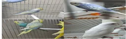 Budgerigars birds for sale: Budgies in London  - Advert 1