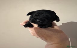 Cocker Spaniel dogs for sale: Beautiful Kc reg show cocker spaniels  - Image 4