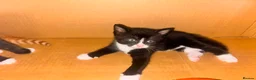 Mixed Breed cats for sale: Beautiful Kittens Ready for Loving Homes in Ottery Saint Mary - Advert 3