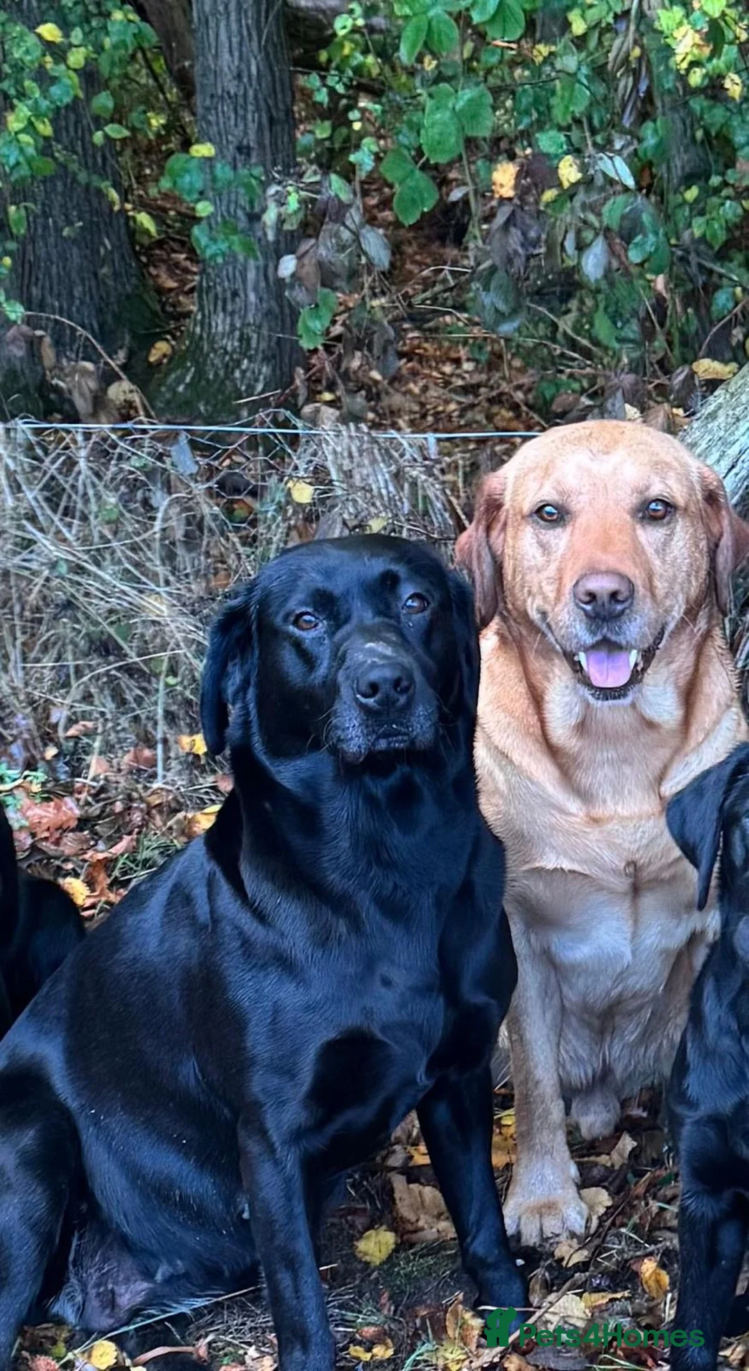 Labrador Retriever dogs for sale: Beautiful Labrador Puppies in Witham - Advert 2