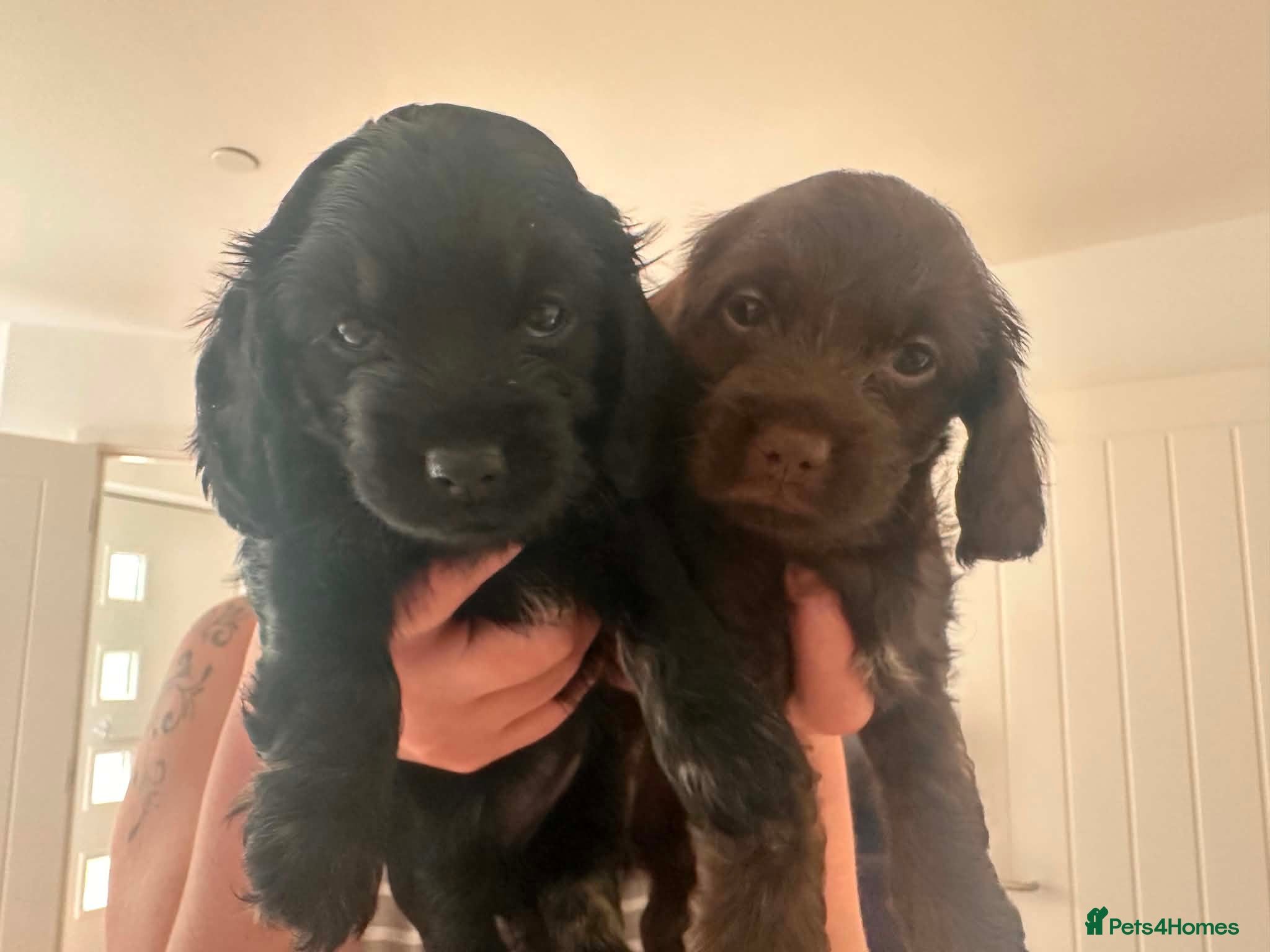 Mixed Breed Puppy 3