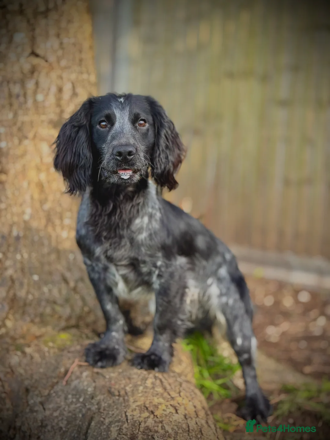 Cocker Spaniel dogs for stud: Blue Roan working cocker  - Advert 6