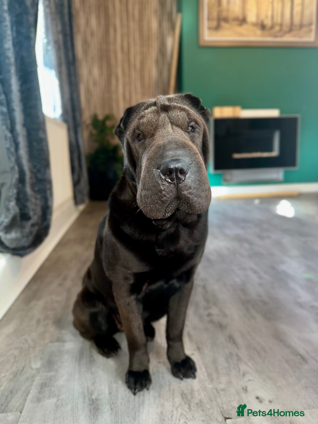 Shar Pei dogs for sale: Beautiful bear/brush coat shar peis  - Image 9