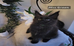 Maine Coon cats for sale: Beautiful Maine Coons  - Advert 6