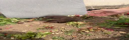 Dachshund dogs for sale: dashound’s puppies  - Advert 8