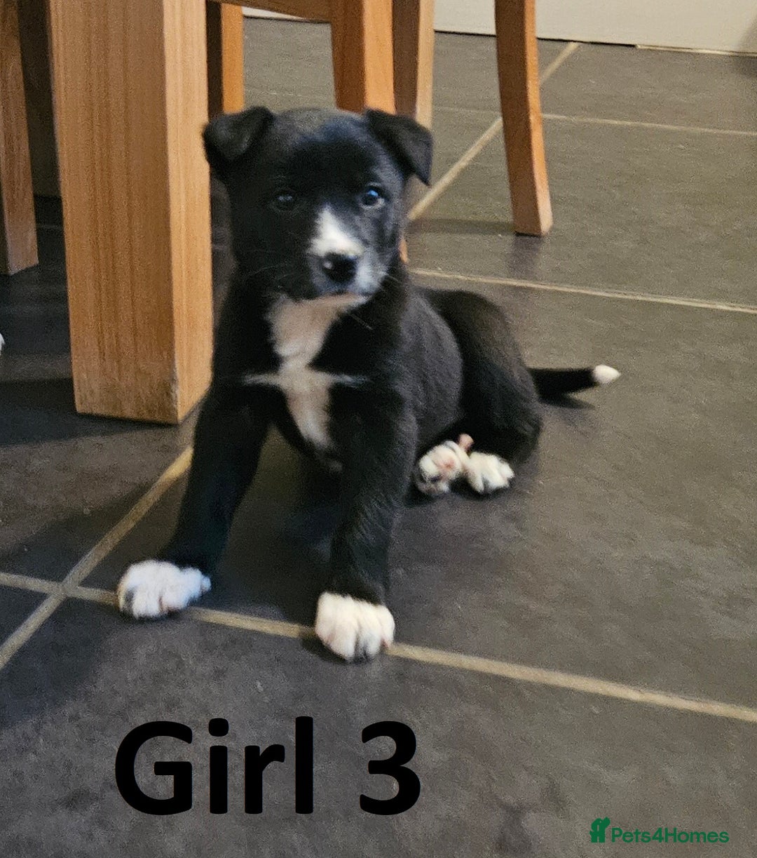 Border Collie dogs for sale: Beautiful border collie pups for sale - Advert 6