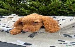 Cocker Spaniel dogs for sale: Five beautiful cocker spaniels - Image 7