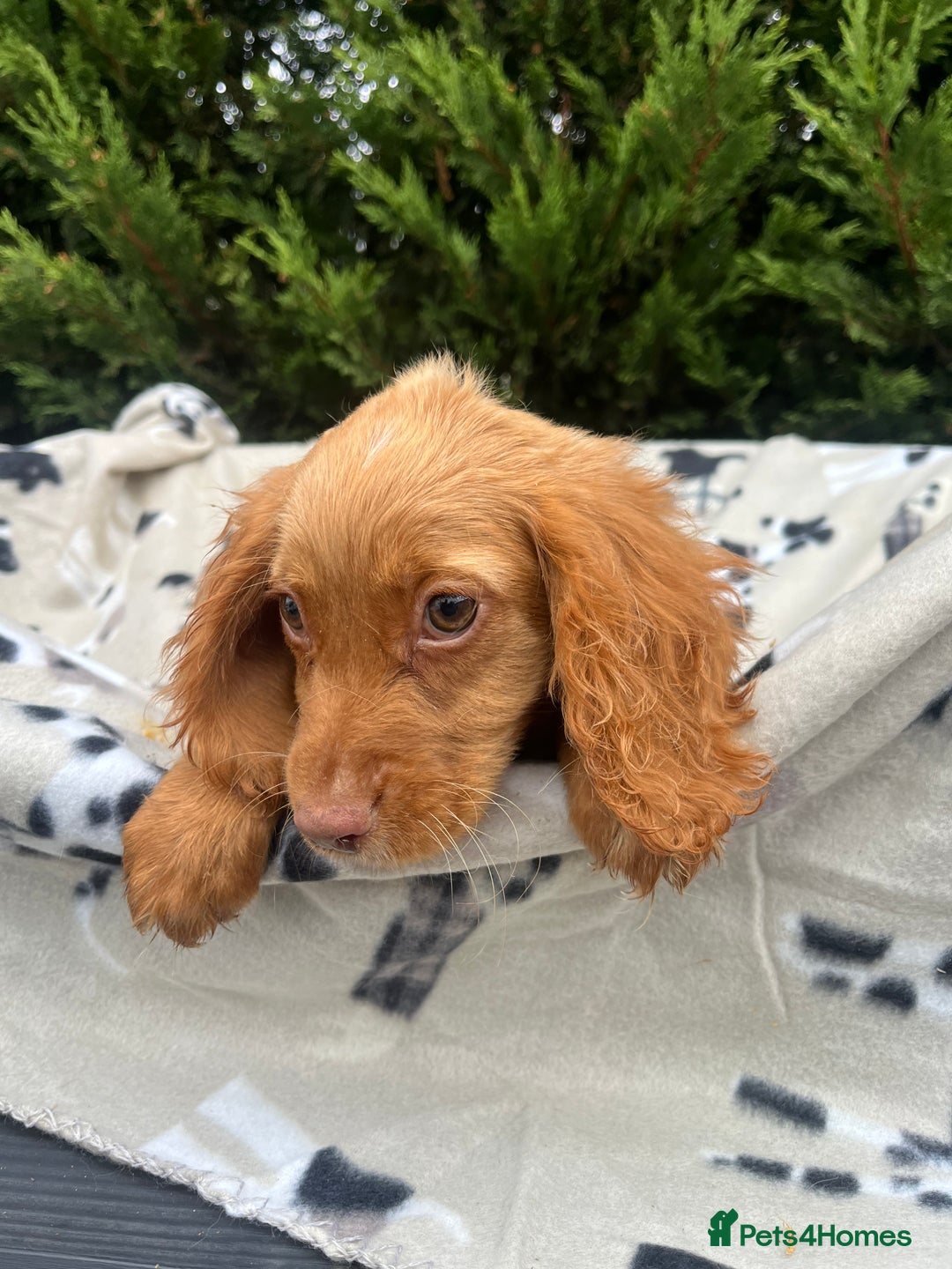 Cocker Spaniel dogs for sale: Five beautiful cocker spaniels - Image 7