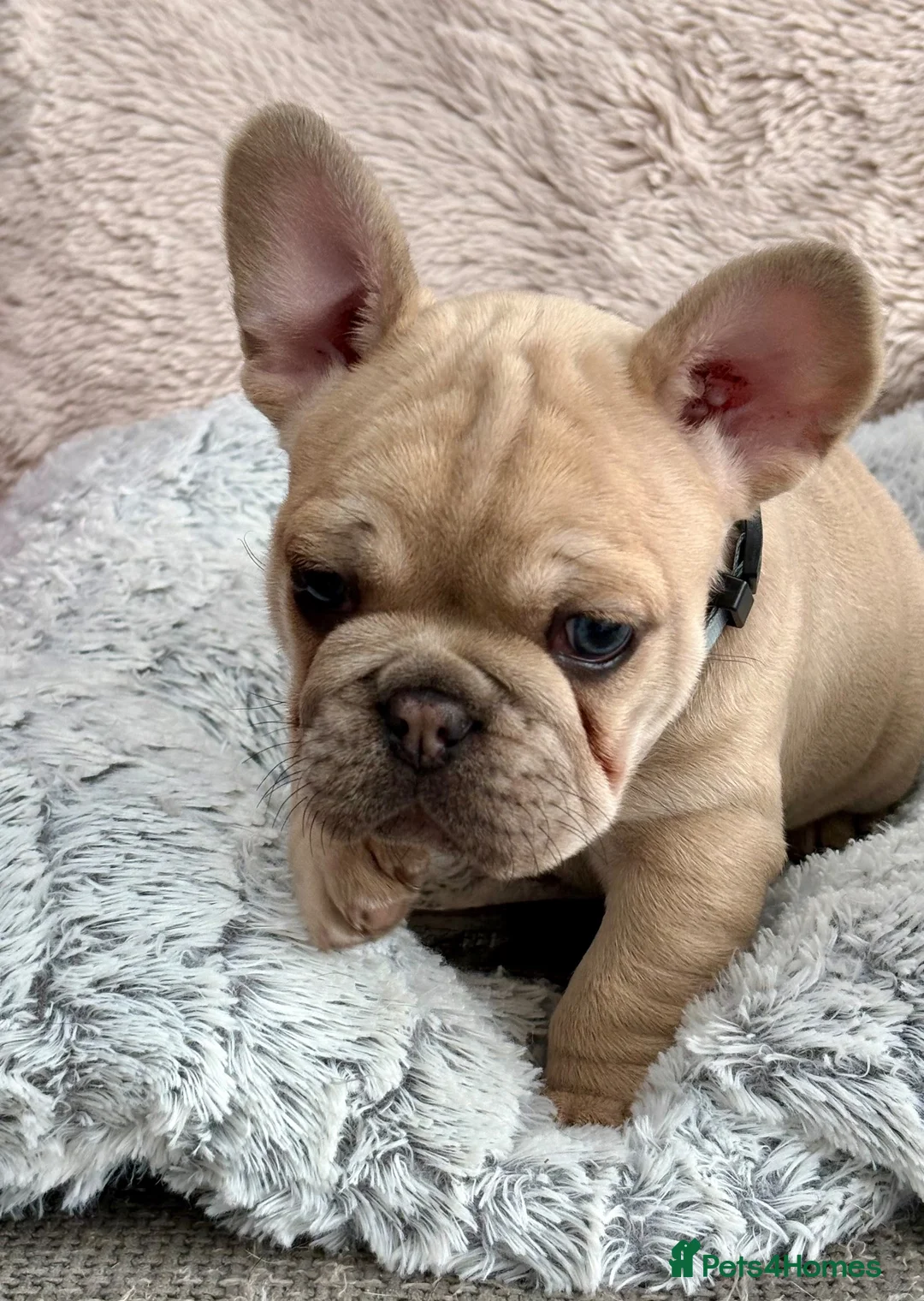 French Bulldog dogs for sale: French bulldog puppies  in Houghton le Spring - Advert 8