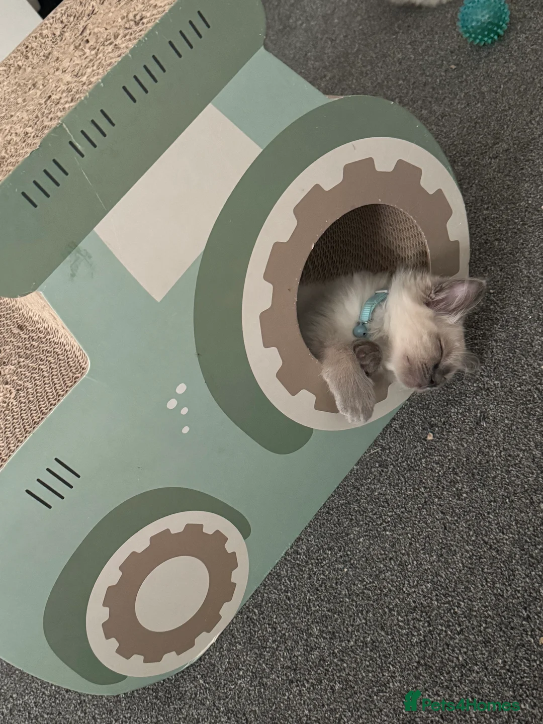 Ragdoll cats for sale: Beautiful seal point / blue point ragdoll kittens - Advert 2