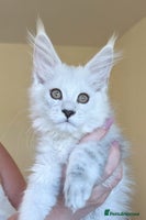 Maine Coon cats - Advert 15