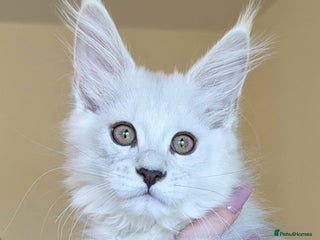 Maine Coon cats - Advert 14