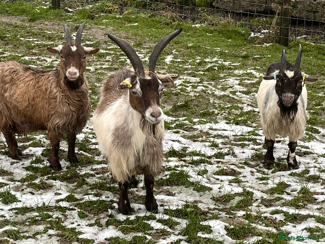 Goats livestock for sale: In kid Pygmy goats  - Advert 5