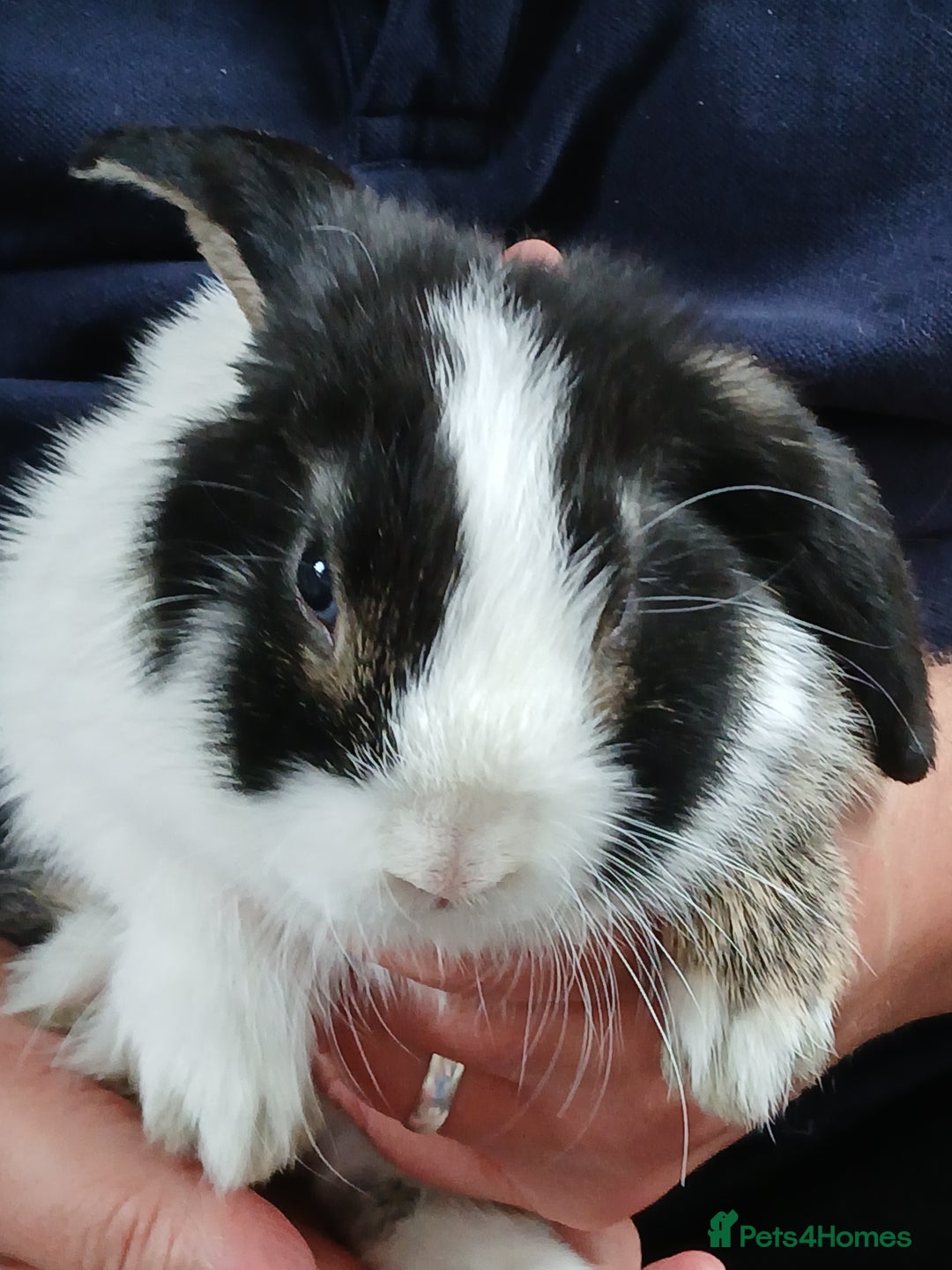 Mini Lop rabbits for sale: Mini Lop Boys  Ready for Loving Homes - Image 2