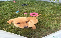 Labrador Retriever dogs for sale: Boy Labrador puppy  - Image 4