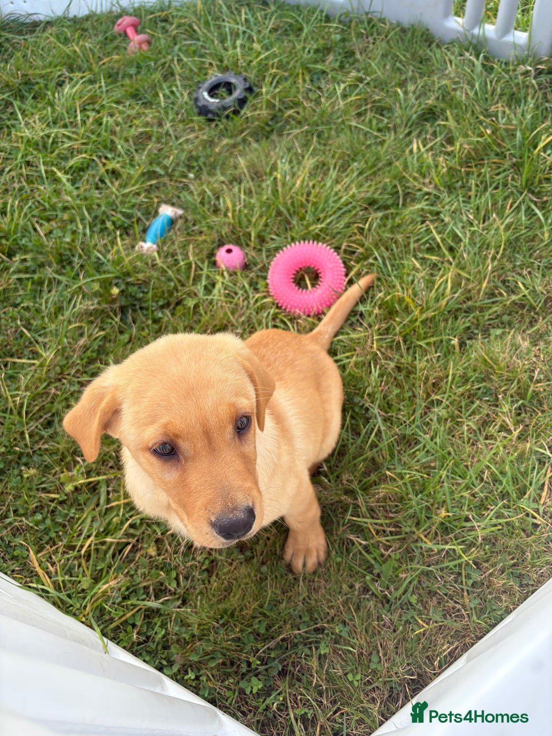 Labrador Retriever dogs for sale: Boy Labrador puppy  - Image 4
