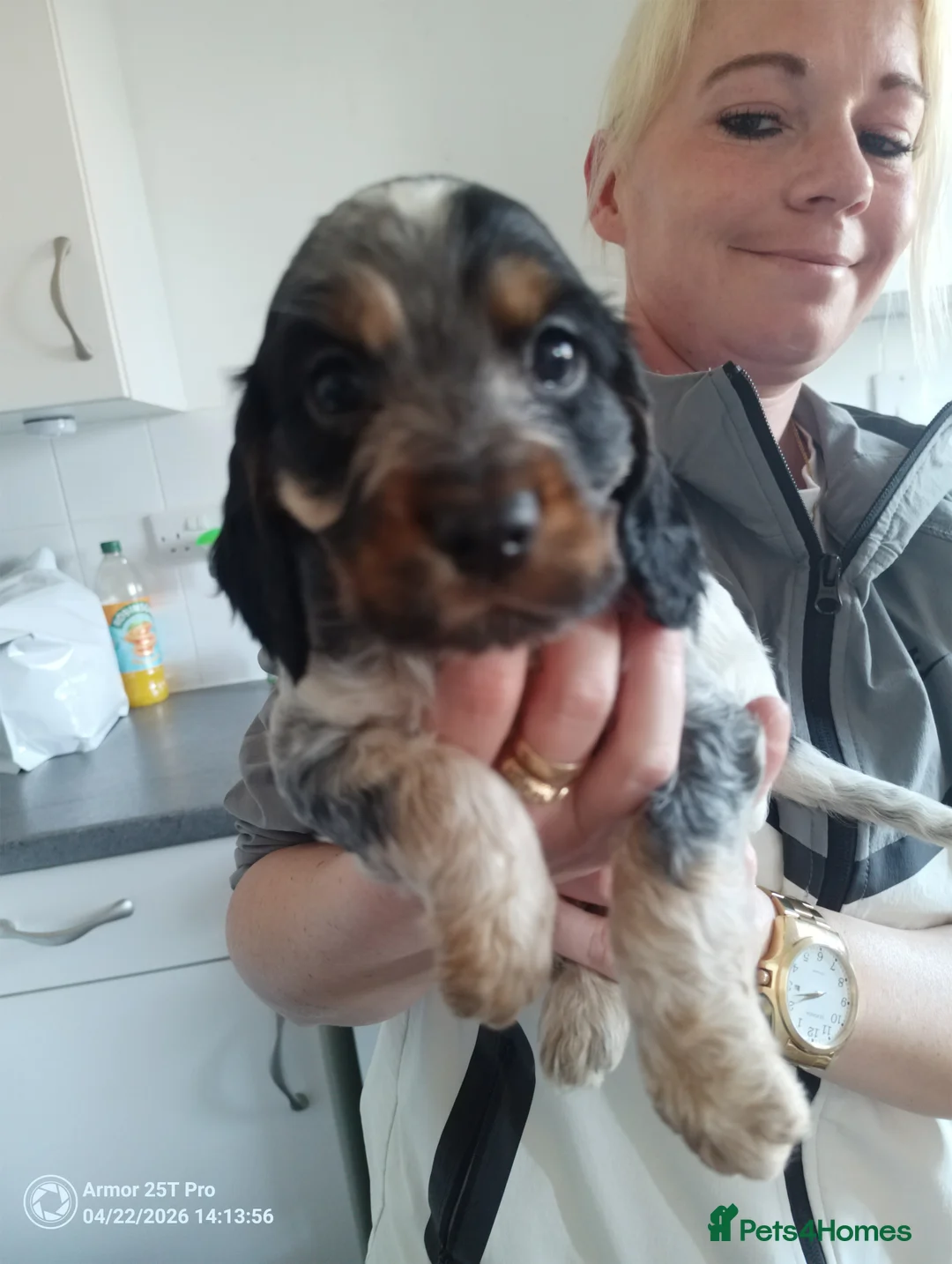 Cocker Spaniel dogs for sale: Cocker spaniel puppies  - Advert 8