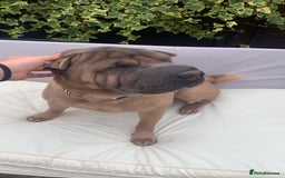 Shar Pei dogs for sale: Shar pei dog for sale (will except offers to £150) - Image 4