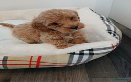 Cockapoo dogs for sale: Adorable F1B red cockapoo puppies  - Image 21