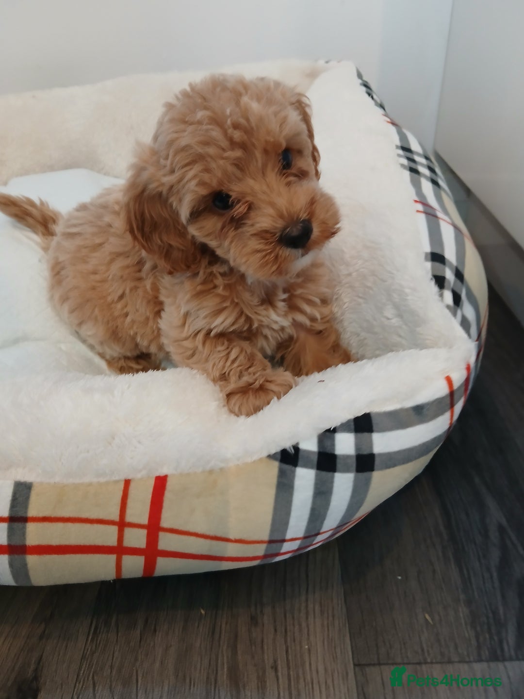 Cockapoo dogs for sale: Adorable F1B red cockapoo puppies  - Image 21
