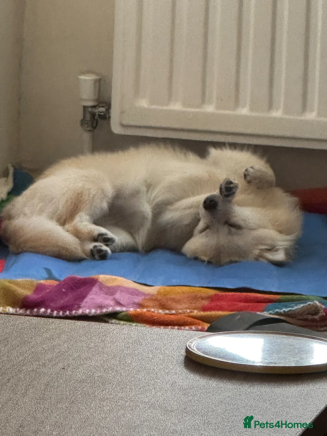 Pomchi dogs for sale: Pomchi - Advert 4