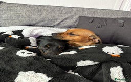 Mixed Breed dogs for sale: Dashund x Frenchie - Image 4