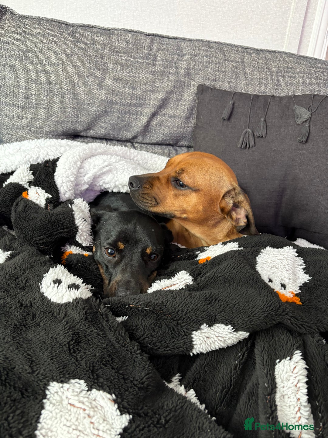 Mixed Breed dogs for sale: Dashund x Frenchie - Image 4