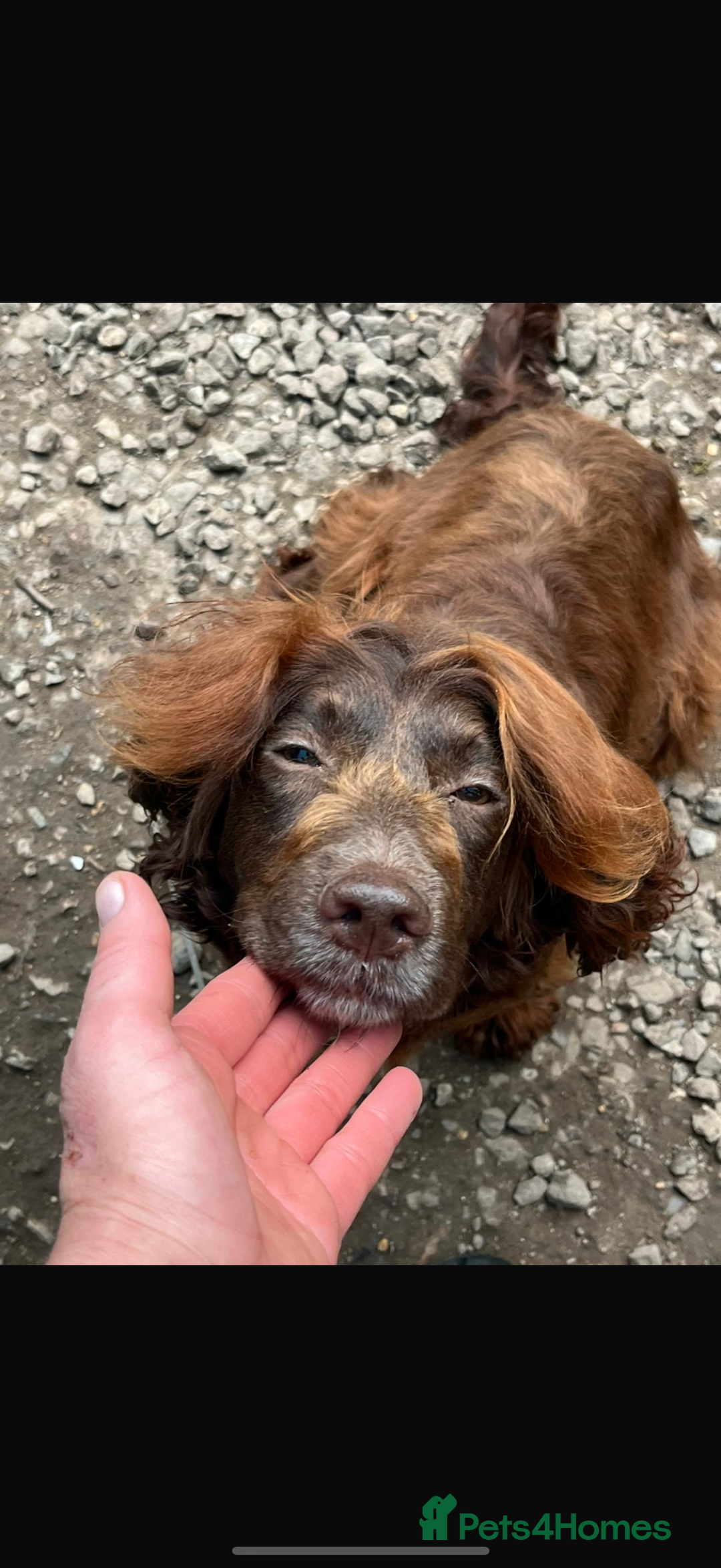 Cockapoo dogs for sale: Beautiful cockapoo pups READY NOW - Advert 2