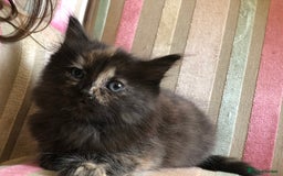 Mixed Breed cats for sale: Violet’s kittens - Image 4