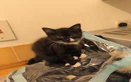 Bengal cats for sale: Bengal cross kittens for sale *ready to leave* in Montrose - Image 6