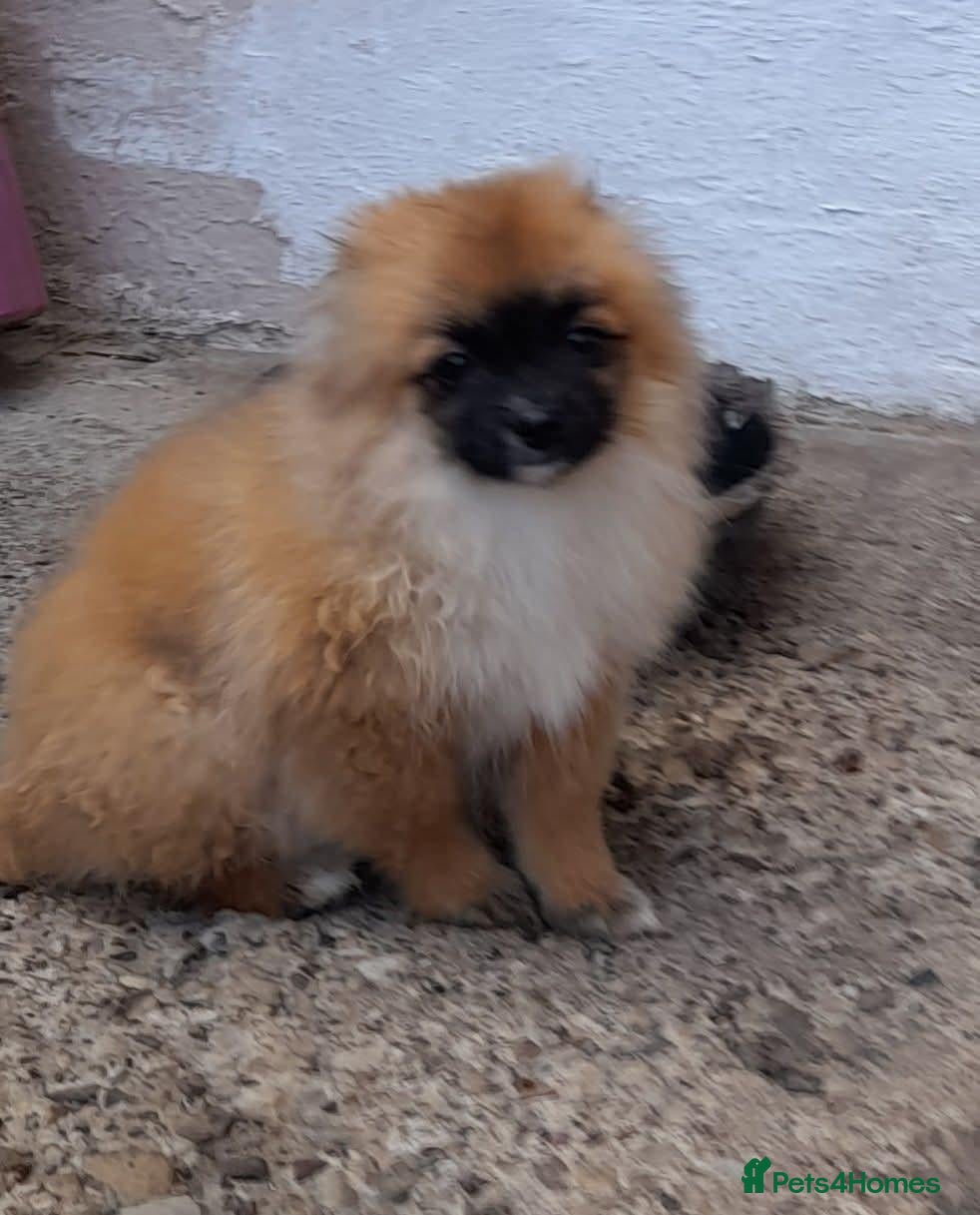 Pomeranian dogs Pomeranian puppies  - Advert 1