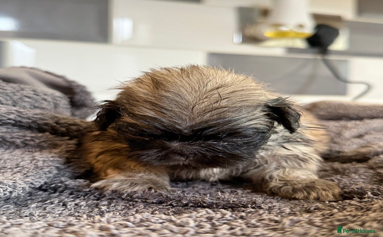 Pekingese dogs - Advert 1