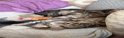 Bengal cats for stud: Snow bengal STUD - Advert 4