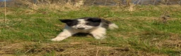 Border Collie dogs for sale: 1 pup left of the litter - Advert 2
