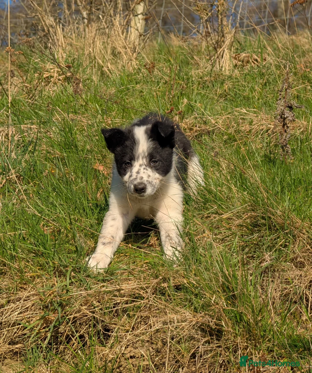 Border Collie dogs for sale: 1 pup left of the litter - Advert 2